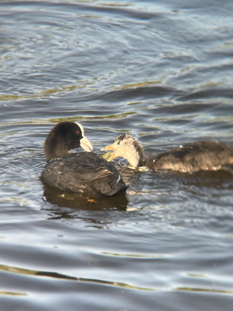 Eurasian Coot - ML619274063