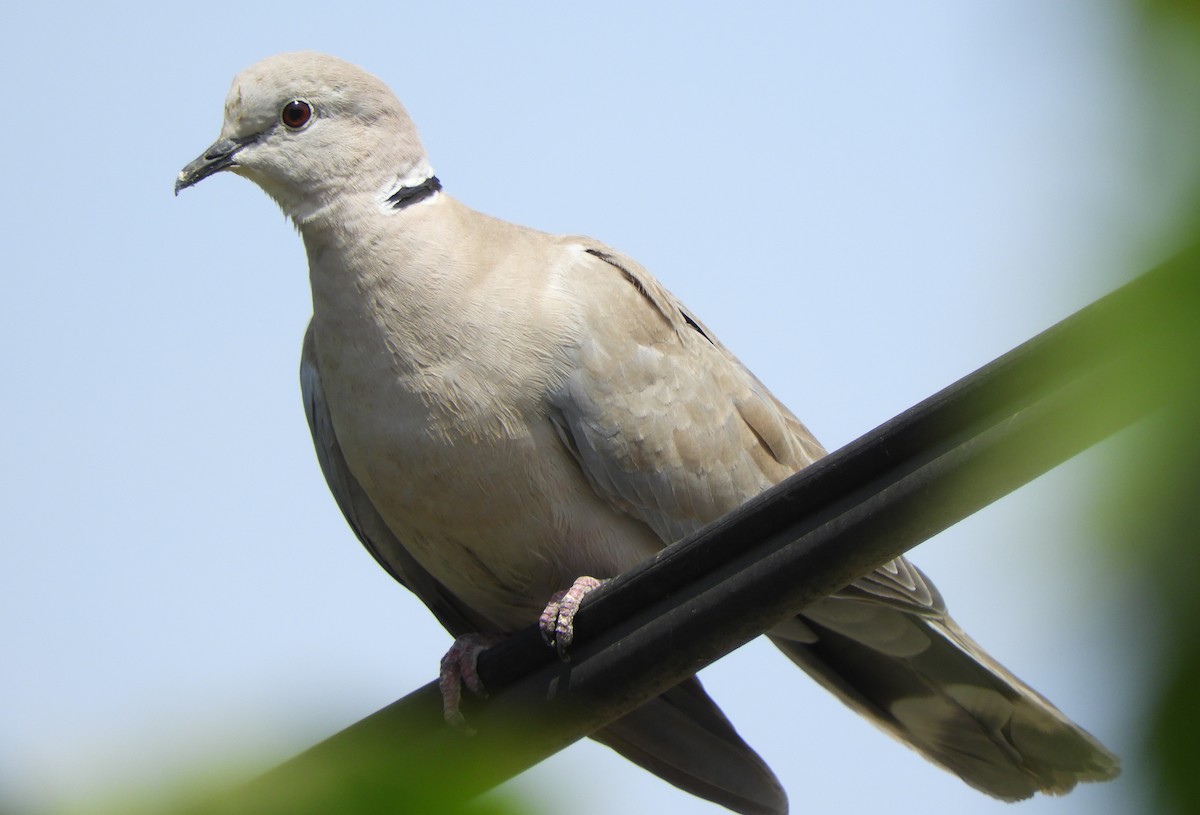 Eurasian Collared-Dove - Miroslav Mareš