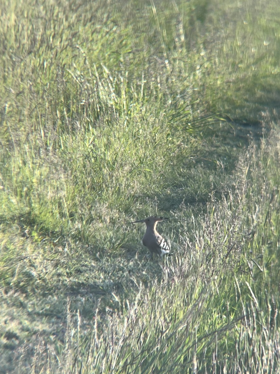 Eurasian Hoopoe - ML619274072