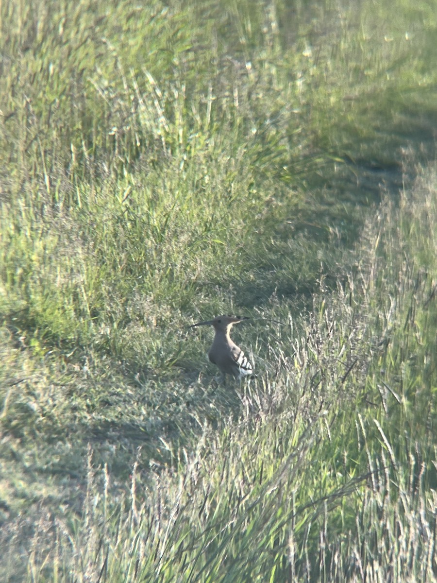 Eurasian Hoopoe - alexander Panasenko