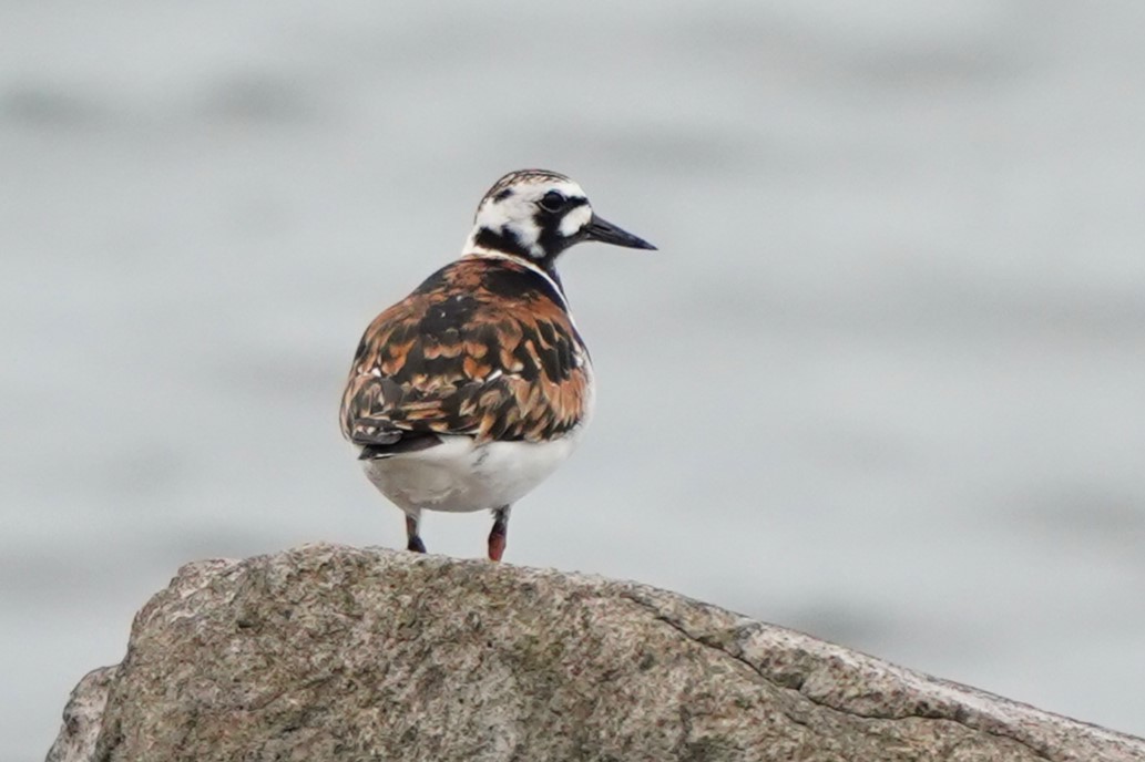 Ruddy Turnstone - Akinobu Hayashi