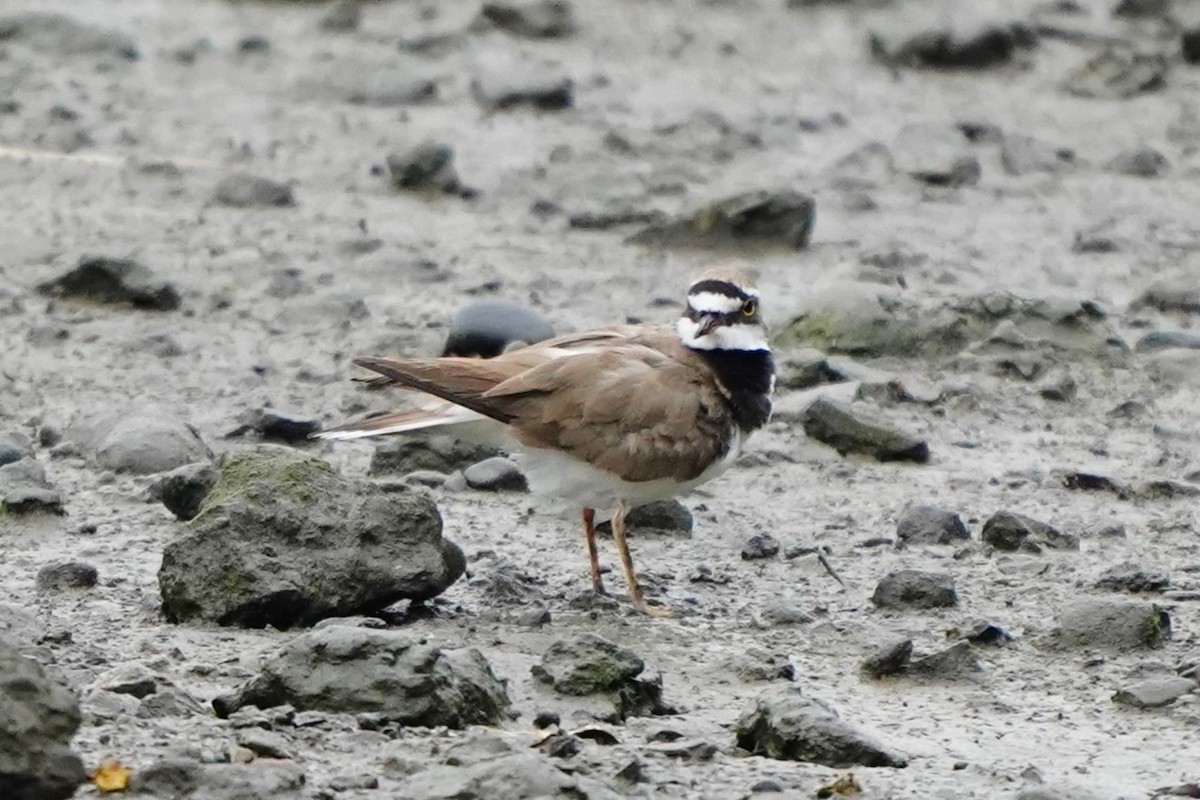 Little Ringed Plover - Akinobu Hayashi