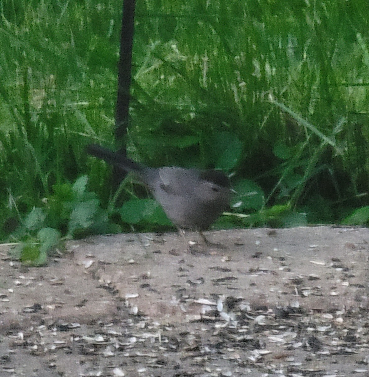 Gray Catbird - Scott Harp