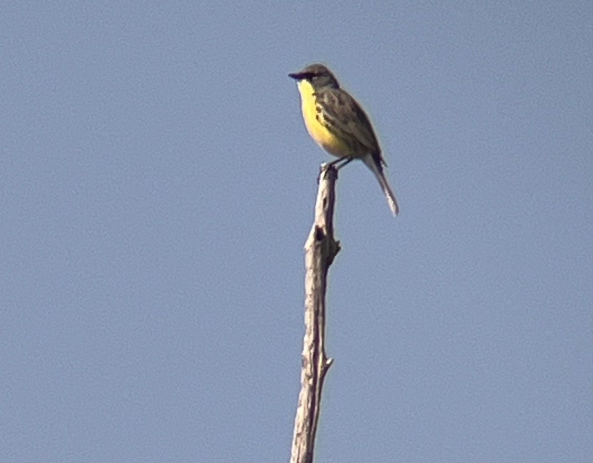 Kirtland's Warbler - Stephanie Card