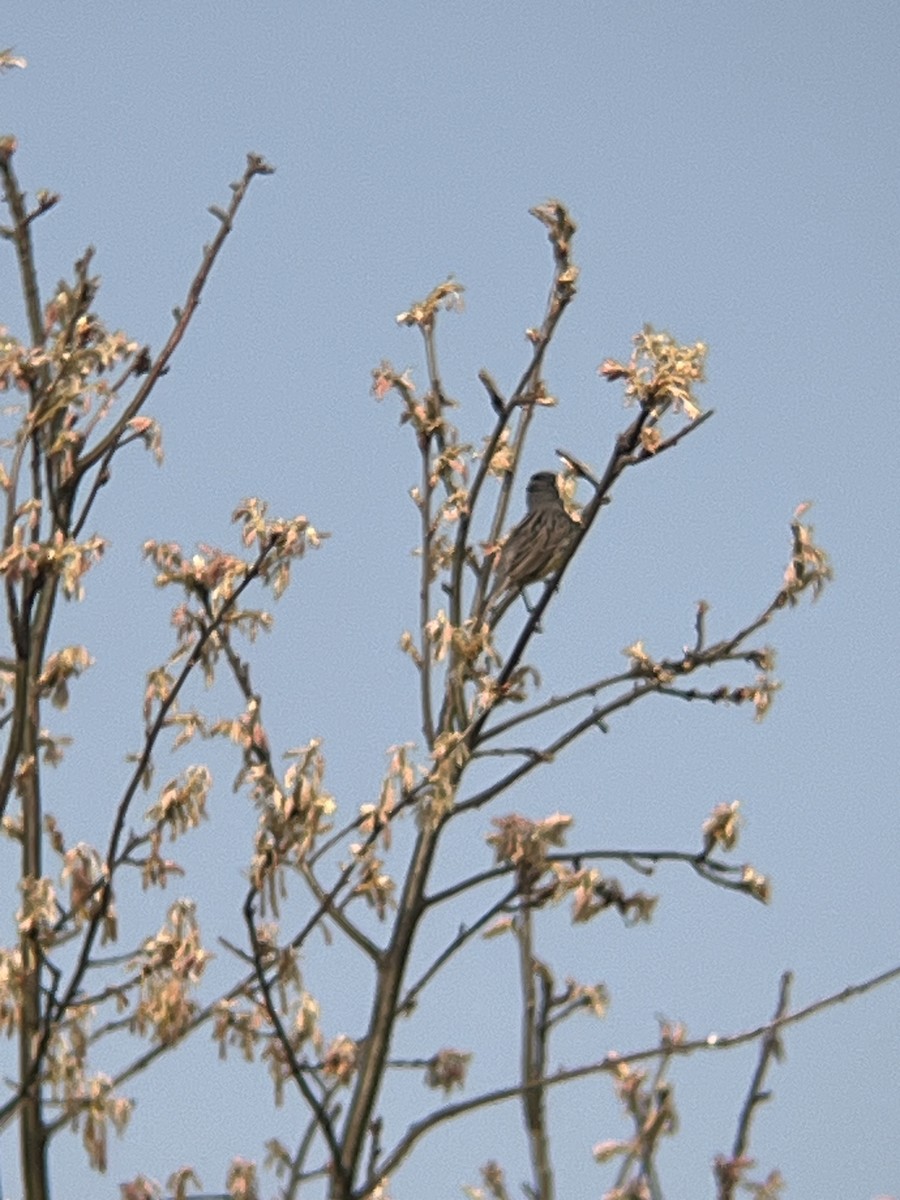 Kirtland's Warbler - Stephanie Card