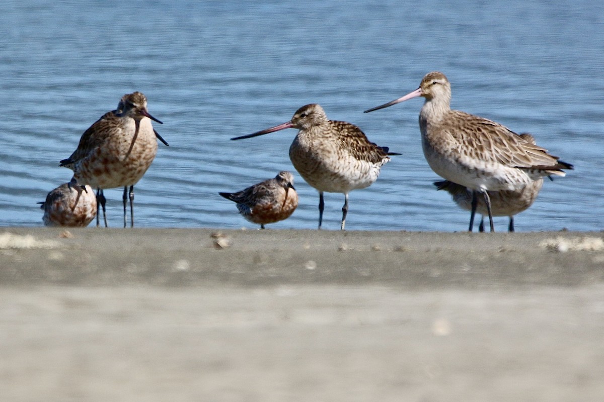 Bar-tailed Godwit - Pauline and Ray Priest