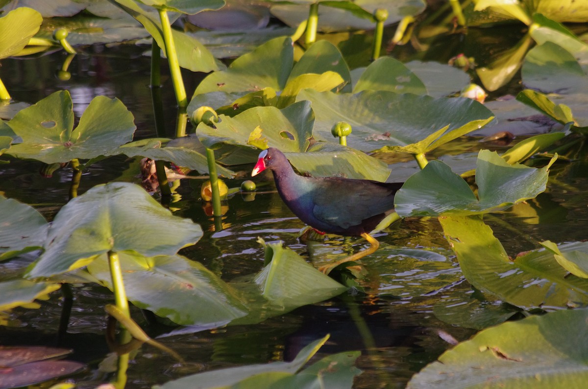 Purple Gallinule - robert beauchamp