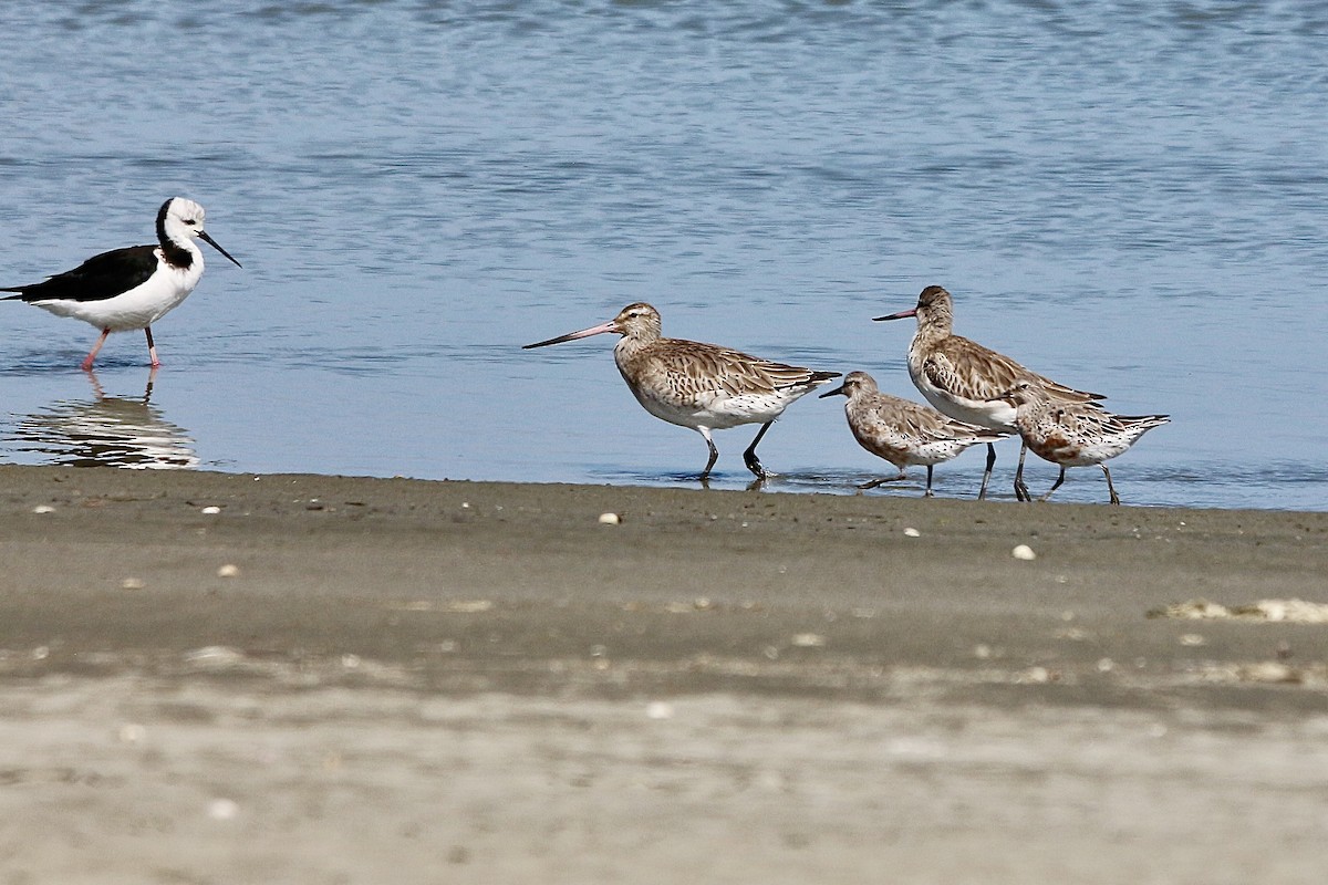 Bar-tailed Godwit - Pauline and Ray Priest