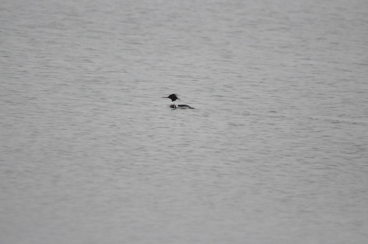 Red-breasted Merganser - Samuel Hilaire