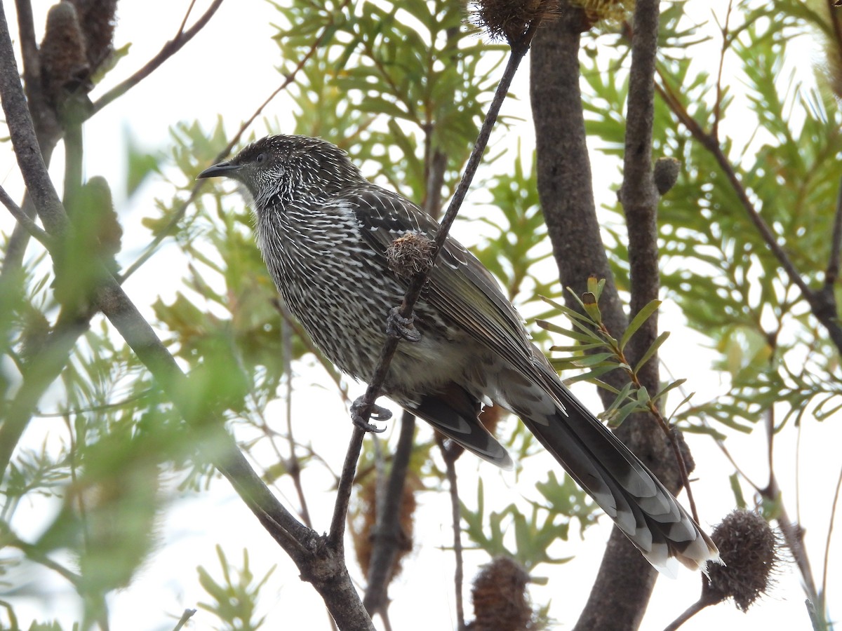 Little Wattlebird - Rodney van den Brink