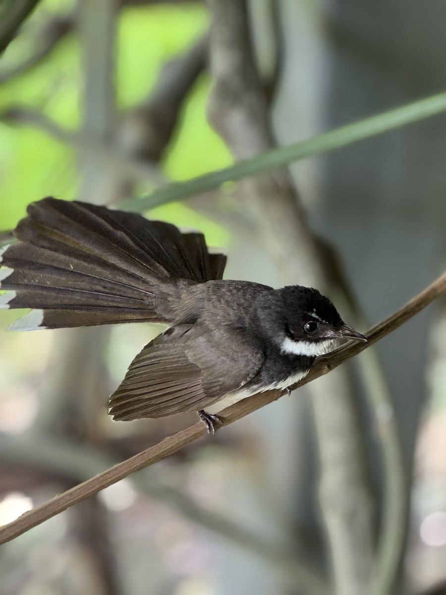 Malaysian Pied-Fantail - Jukree Sisonmak