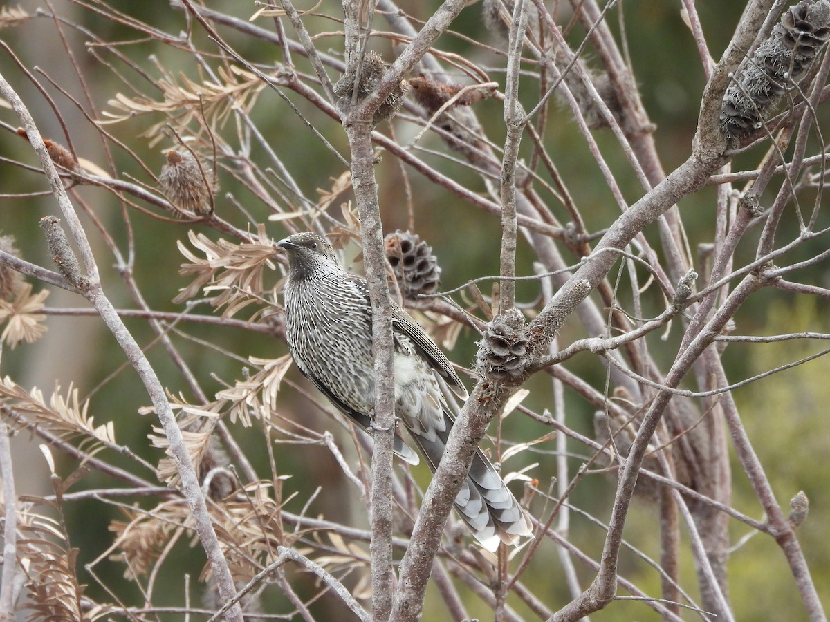 Little Wattlebird - Rodney van den Brink