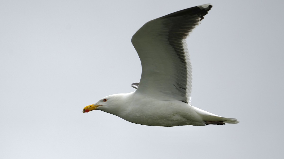 Great Black-backed Gull - Sunil Thirkannad