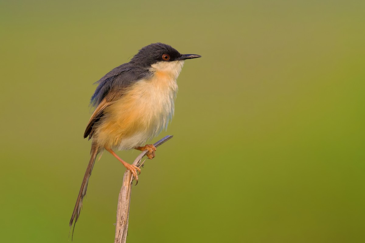 Prinia Cenicienta - ML619274167