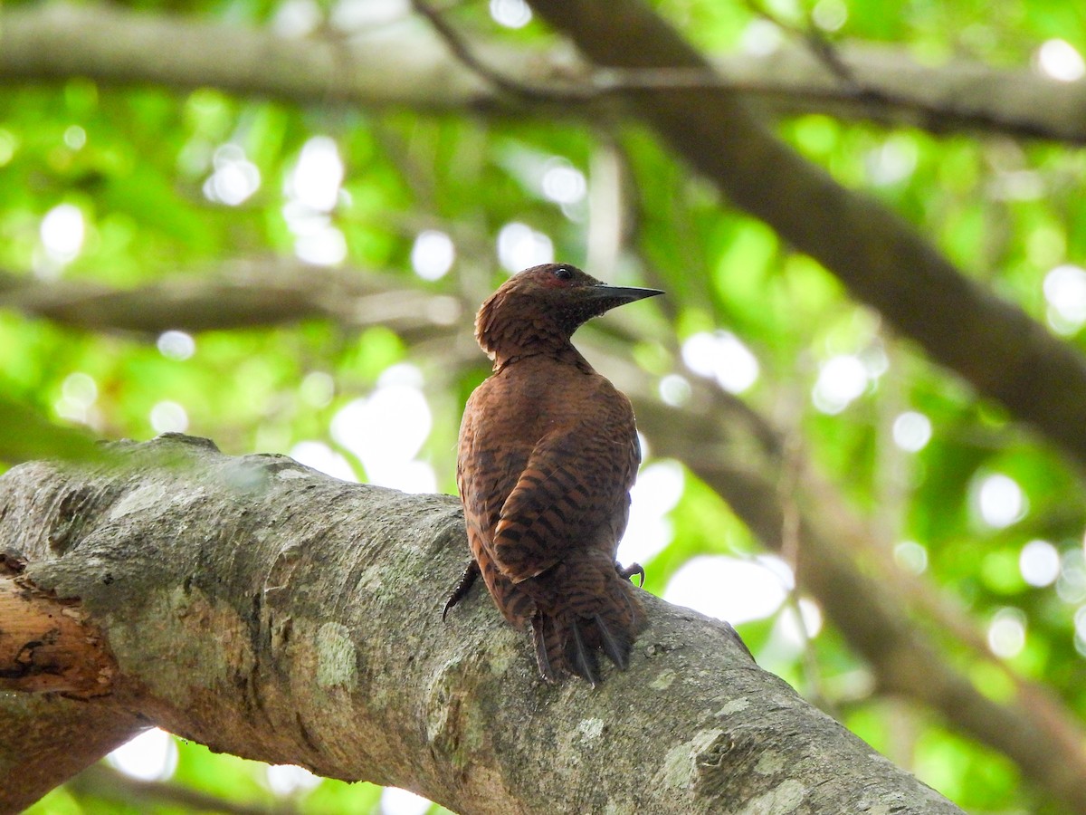 Rufous Woodpecker - Shree Raksha