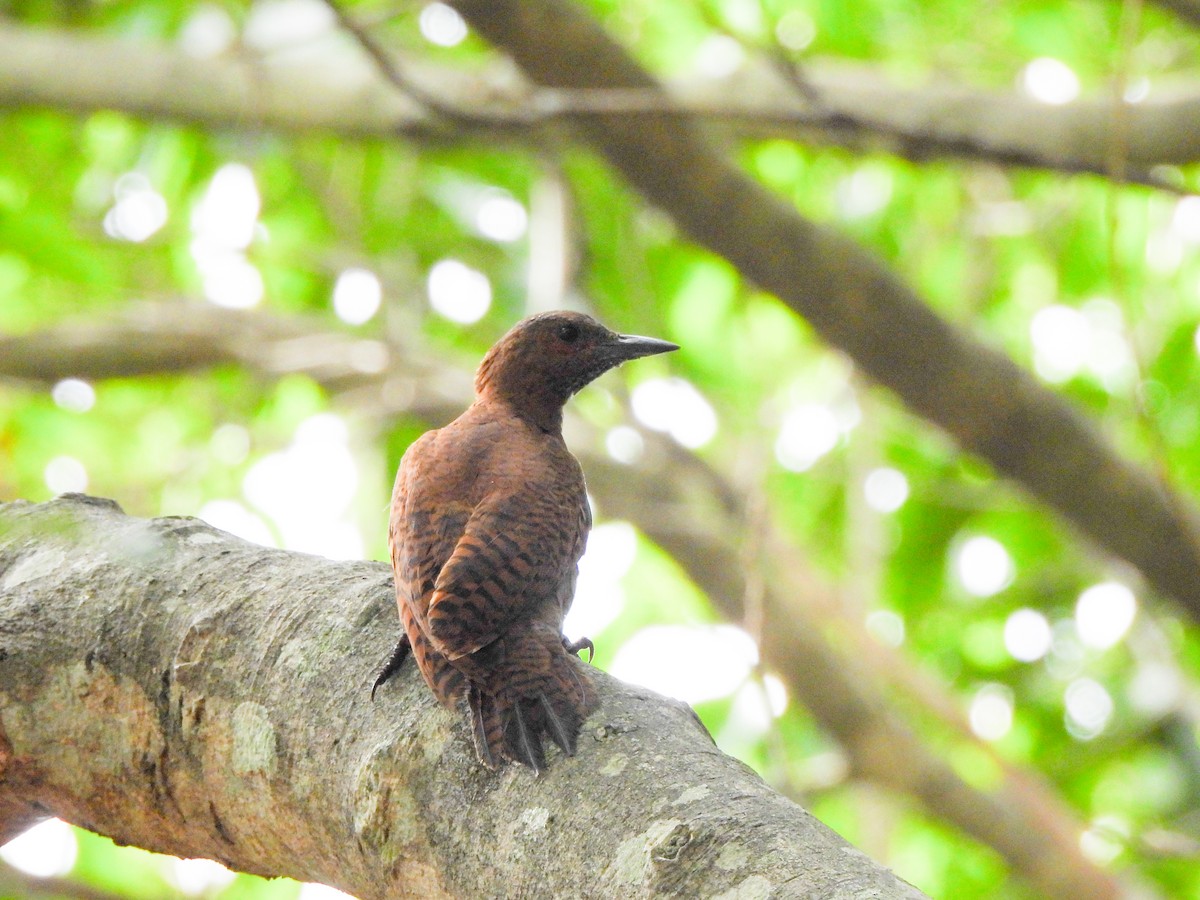 Rufous Woodpecker - Shree Raksha