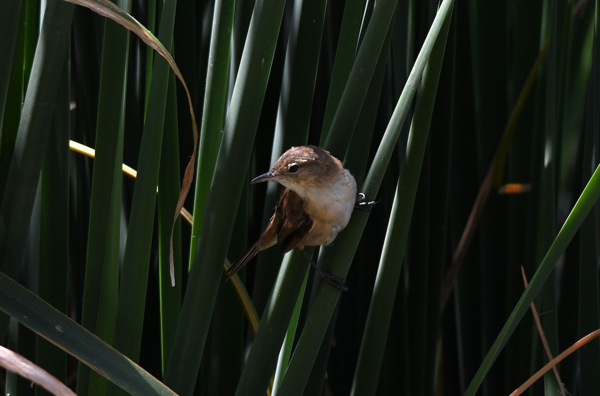 Australian Reed Warbler - Susan Kruss