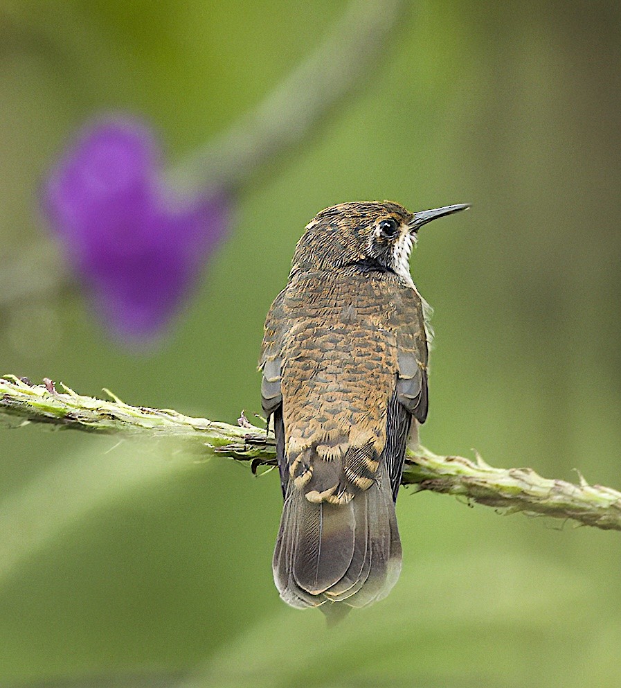 Brown Violetear - Carol Hippenmeyer