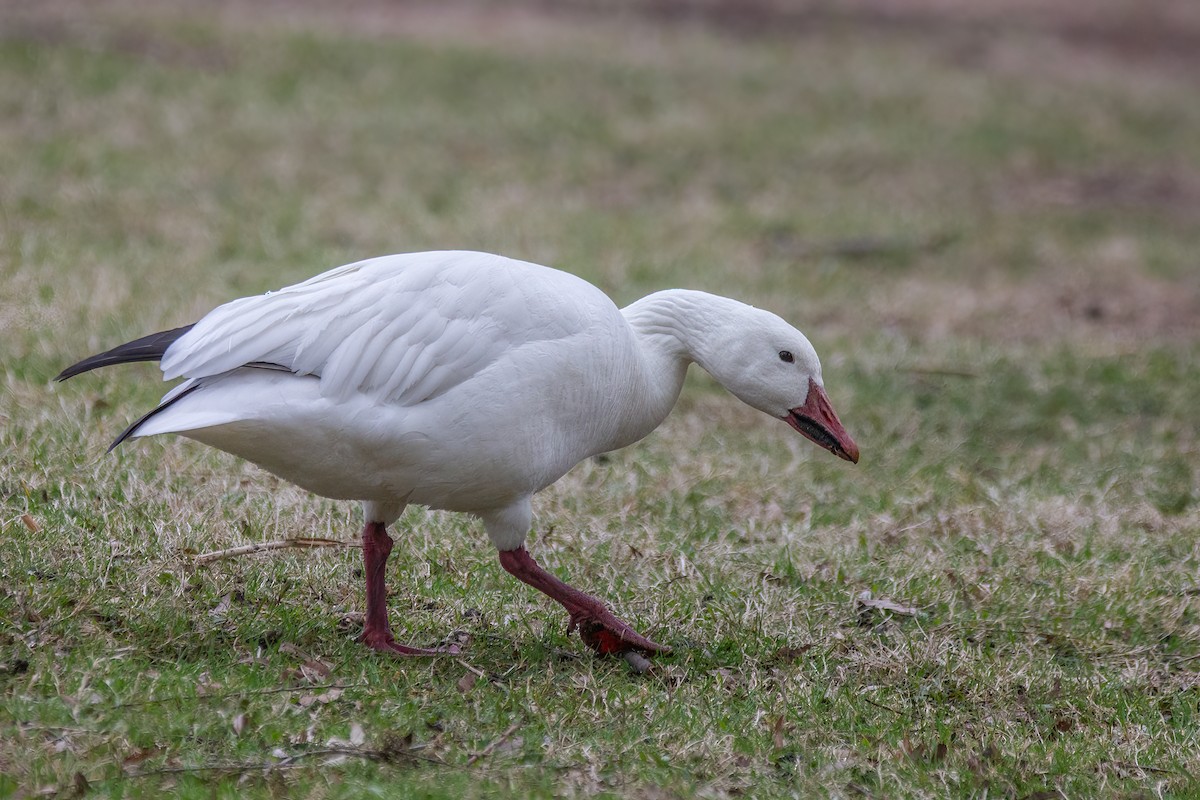 Snow Goose - Marc Boisvert