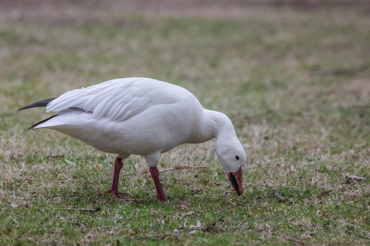 Snow Goose - Marc Boisvert