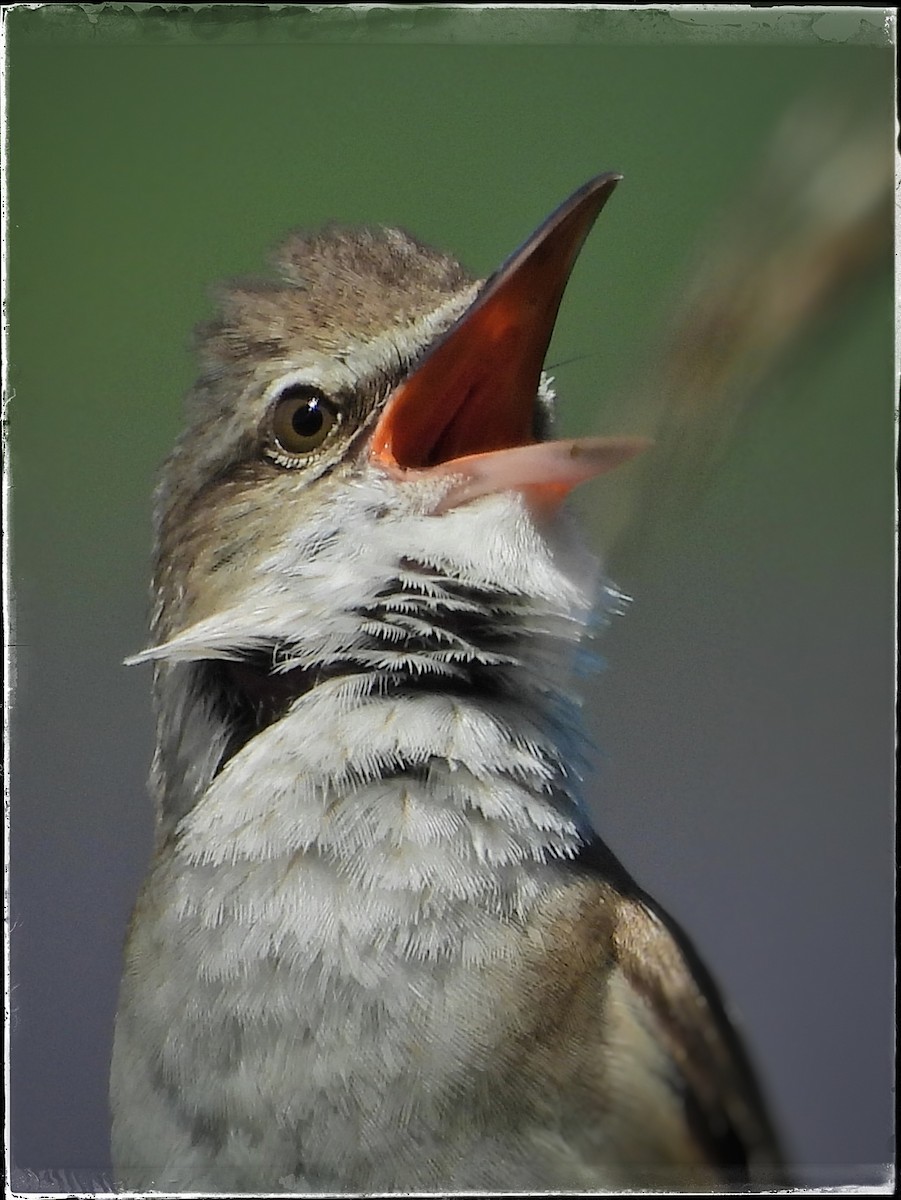 Great Reed Warbler - Zbigniew Szwab