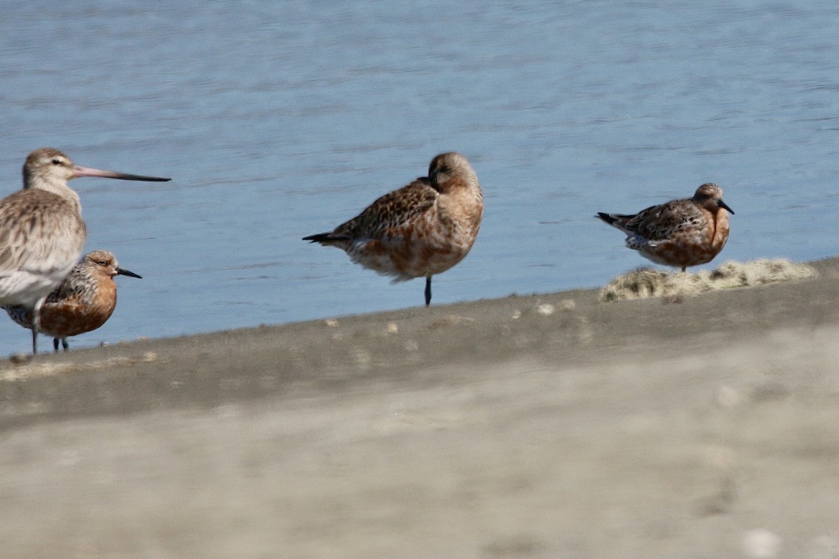 Red Knot - ML619274289