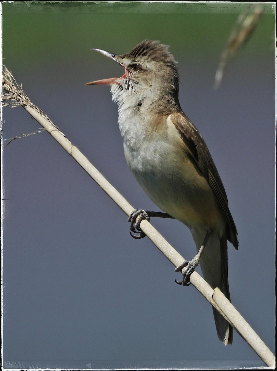 Great Reed Warbler - Zbigniew Szwab