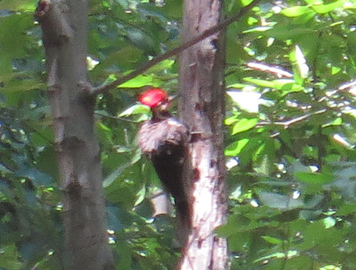 Pileated Woodpecker - ML61927431