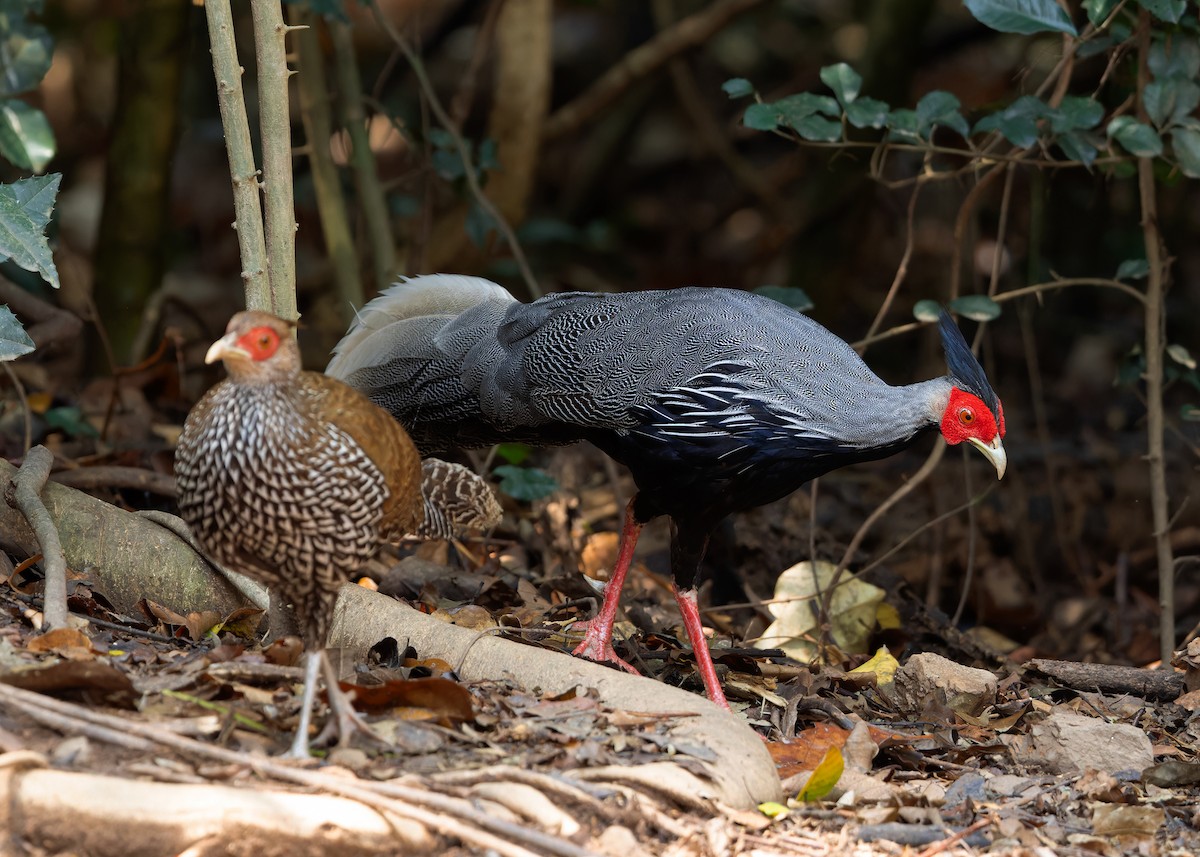 Kalij Pheasant - Ayuwat Jearwattanakanok