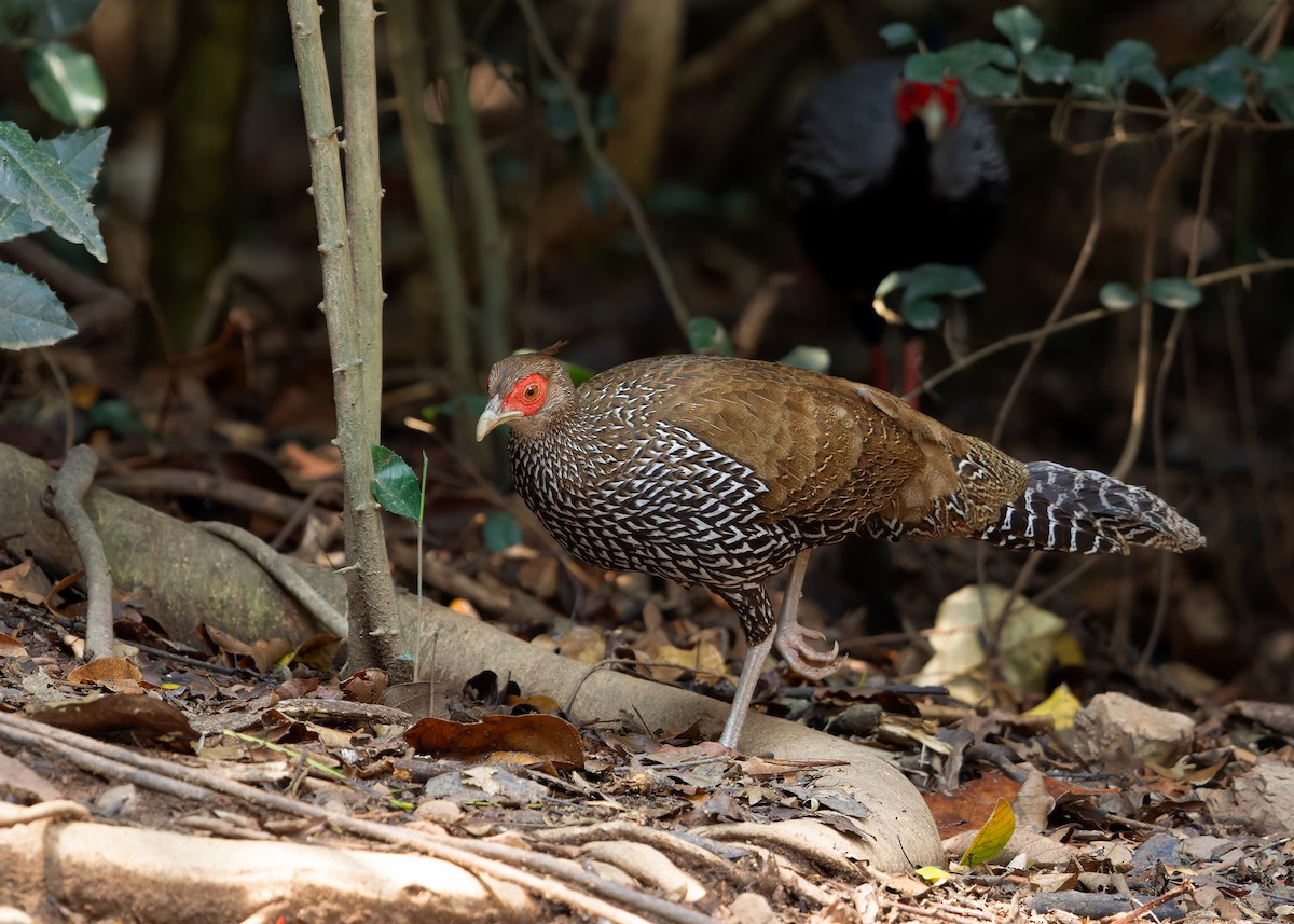 Kalij Pheasant - Ayuwat Jearwattanakanok