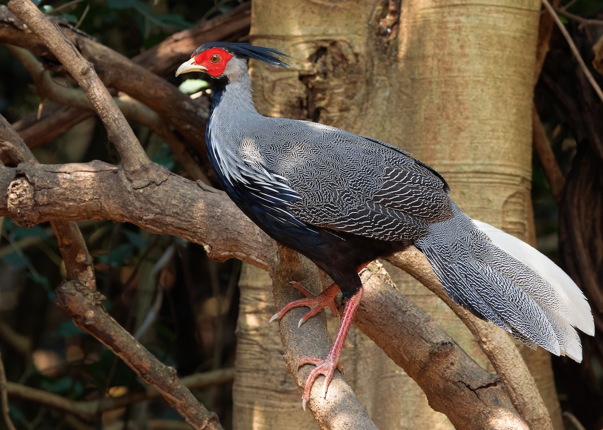 Kalij Pheasant - Ayuwat Jearwattanakanok