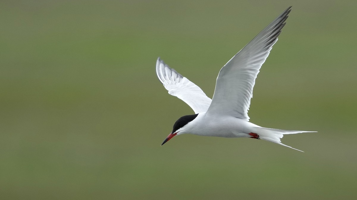 Common Tern - Sunil Thirkannad