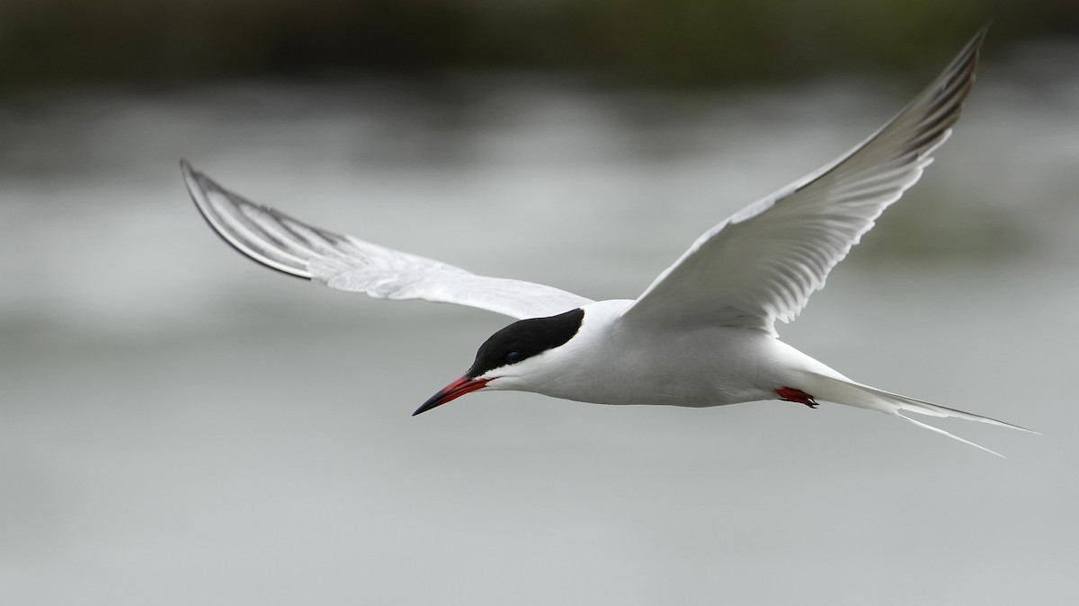 Common Tern - Sunil Thirkannad