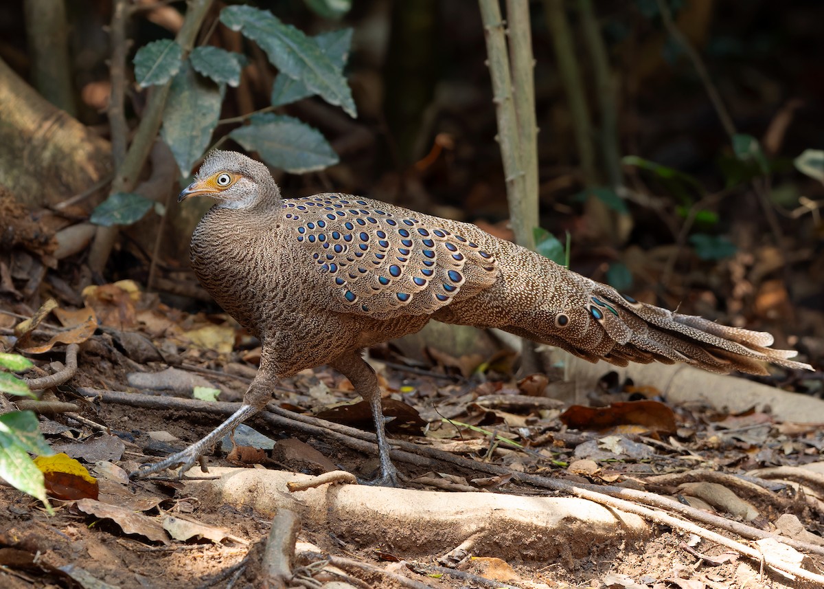 Gray Peacock-Pheasant - Ayuwat Jearwattanakanok