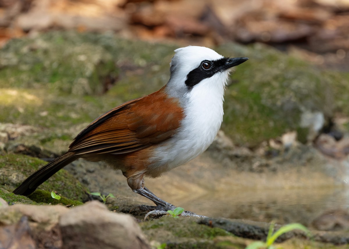 White-crested Laughingthrush - Ayuwat Jearwattanakanok