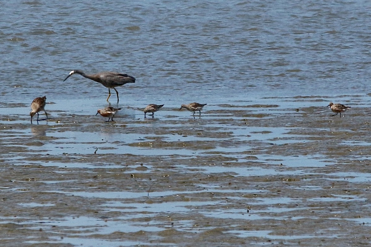 Red Knot - Pauline and Ray Priest