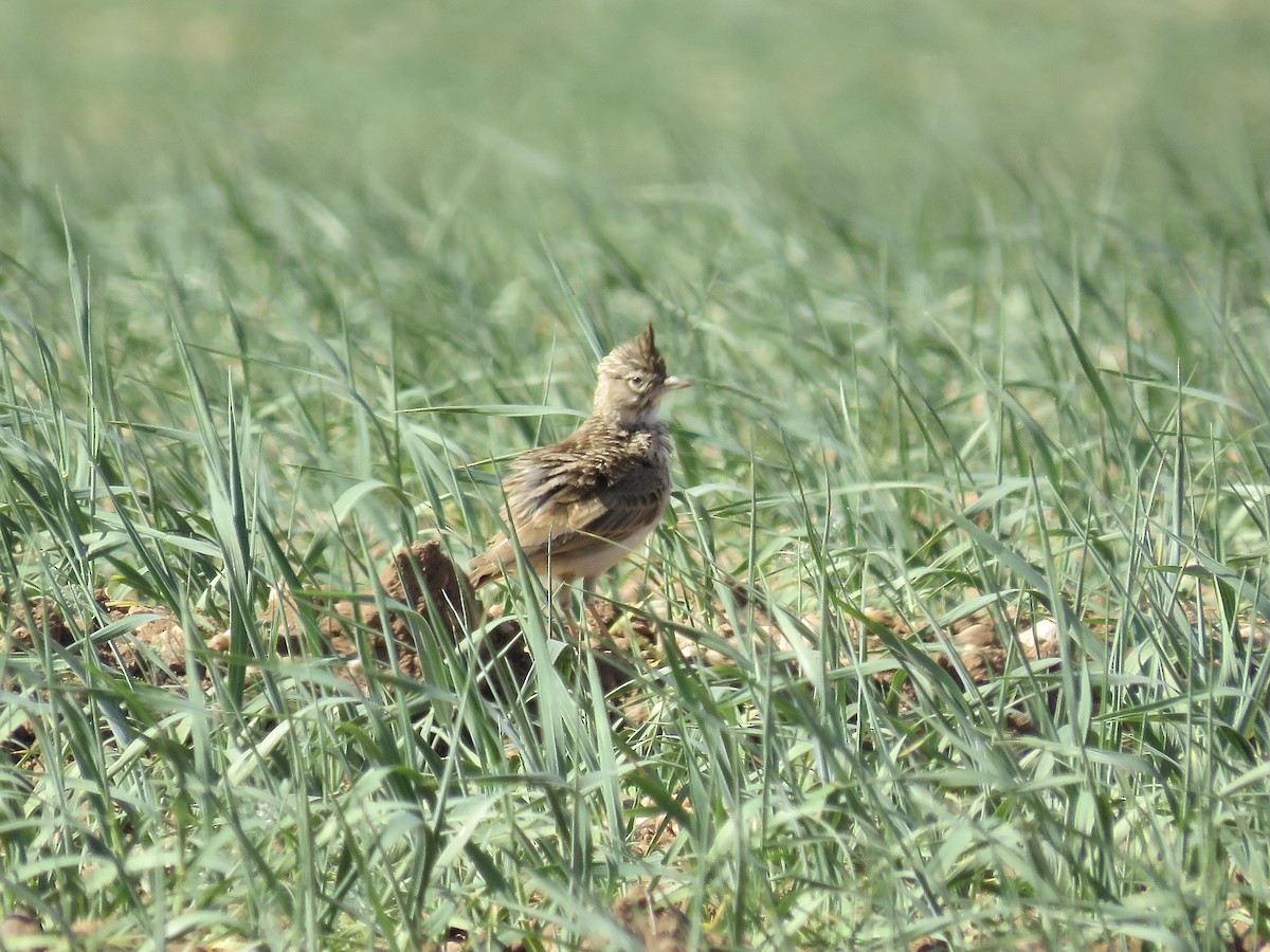 Crested Lark - Simon Pearce