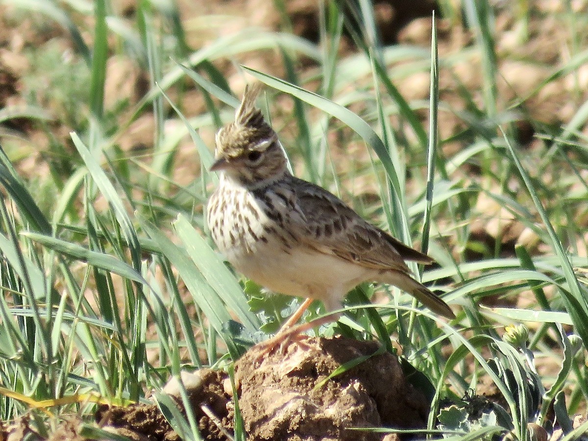 Crested Lark - Simon Pearce