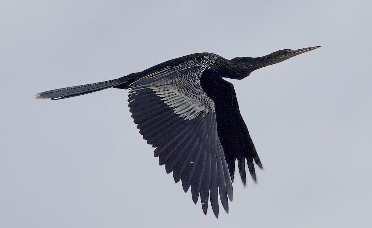 Anhinga - ML619274384