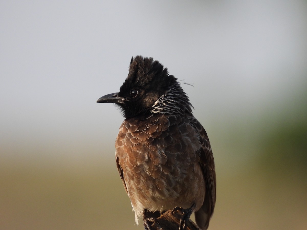 Red-vented Bulbul - Ramesh Desai