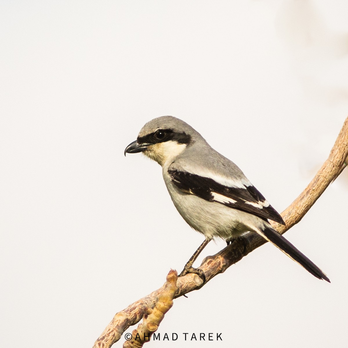 Great Gray Shrike - Ahmad Tarek