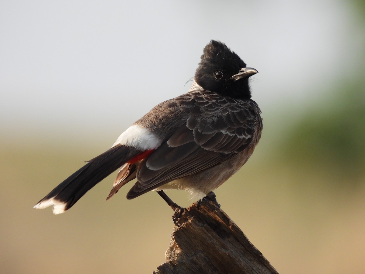 Red-vented Bulbul - Ramesh Desai