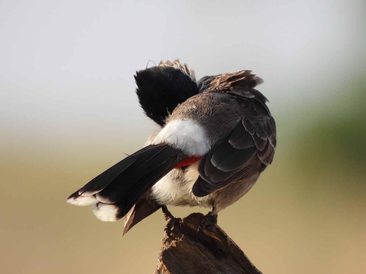 Red-vented Bulbul - Ramesh Desai