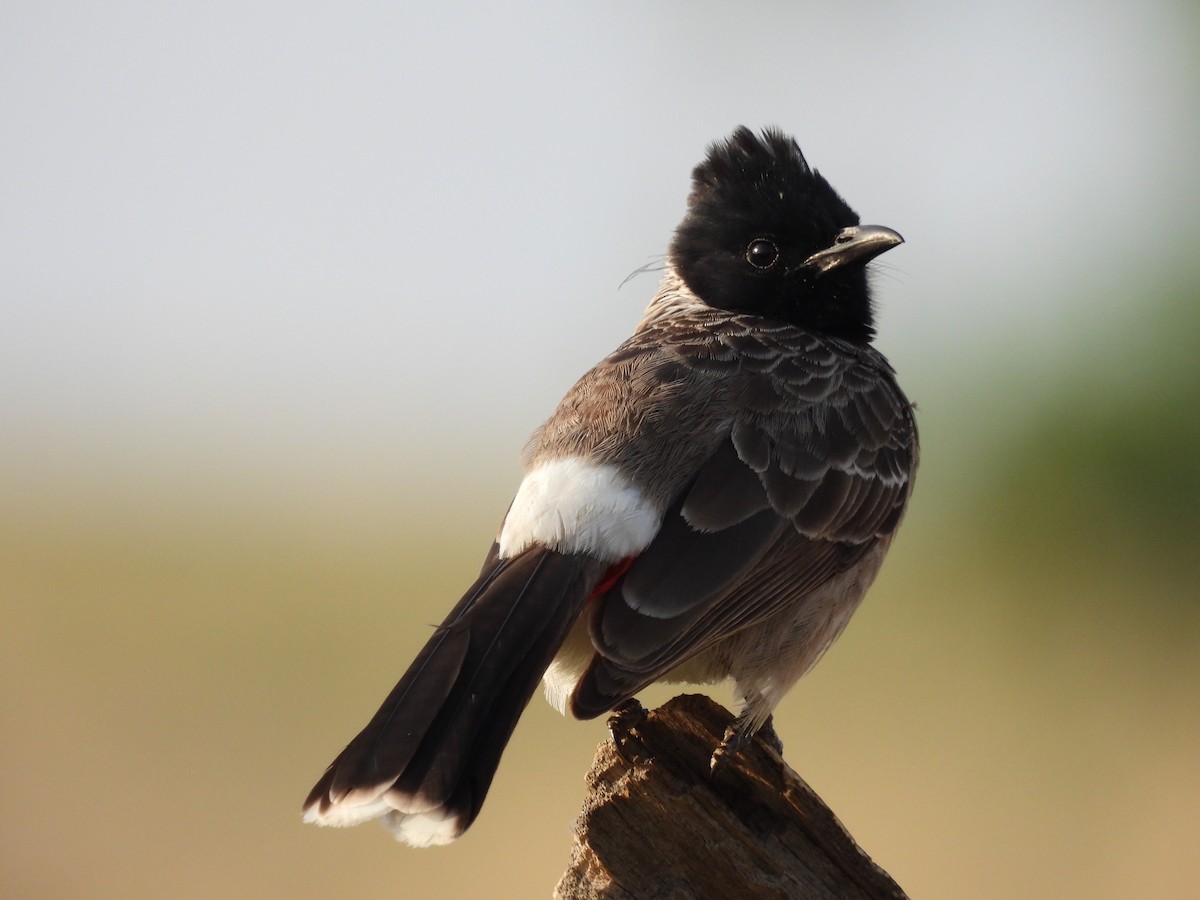 Red-vented Bulbul - Ramesh Desai