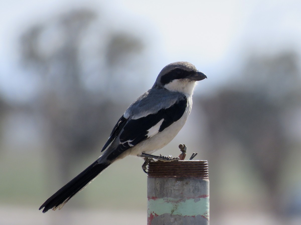 Great Gray Shrike - Simon Pearce