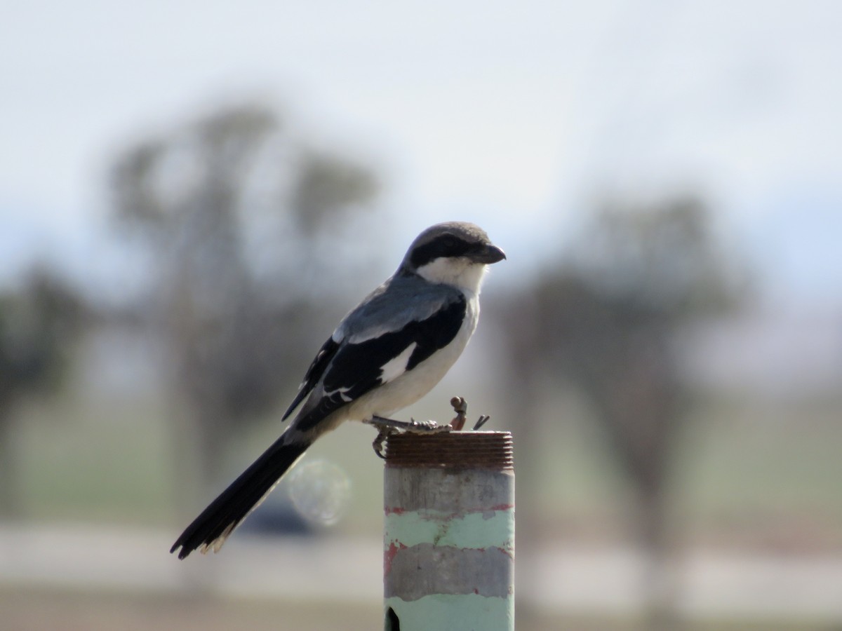 Great Gray Shrike - Simon Pearce