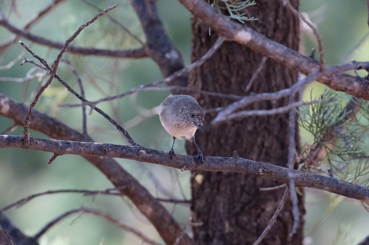 Chestnut-rumped Thornbill - Hickson Fergusson