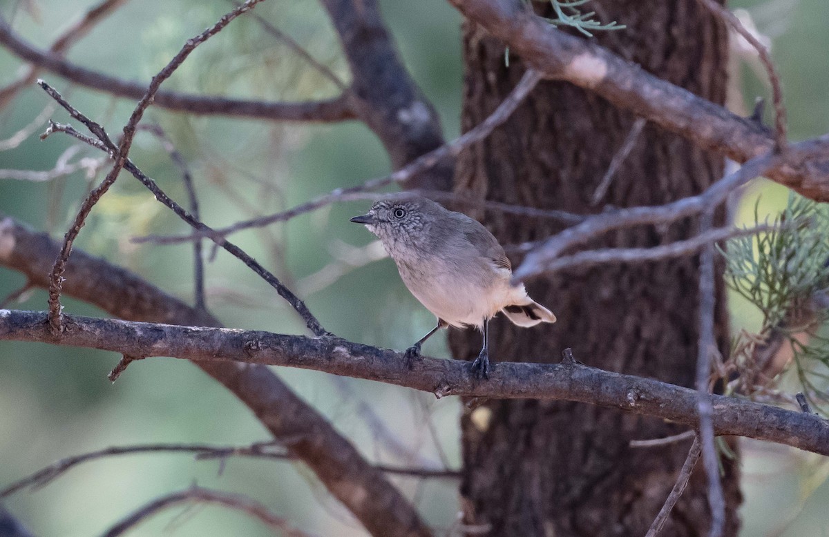 Chestnut-rumped Thornbill - Hickson Fergusson