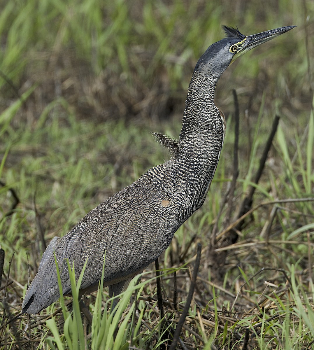 Bare-throated Tiger-Heron - ML619274416