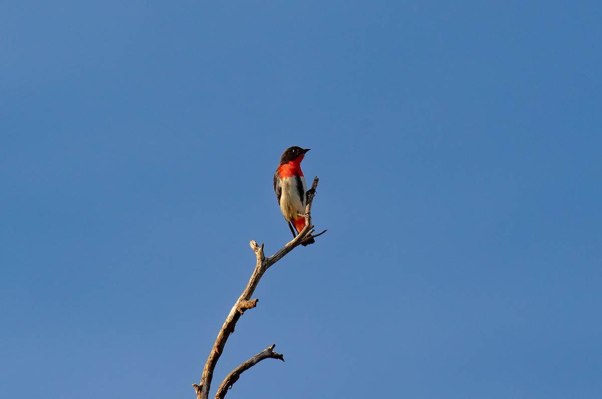 Mistletoebird - Hickson Fergusson